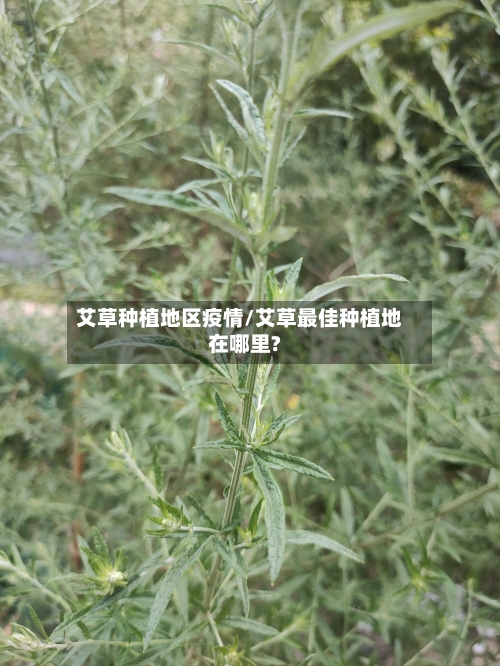 艾草种植地区疫情/艾草最佳种植地在哪里?