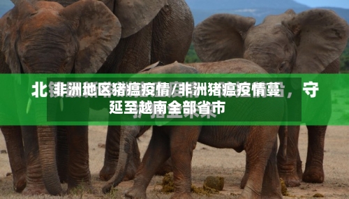 非洲地区猪瘟疫情/非洲猪瘟疫情蔓延至越南全部省市